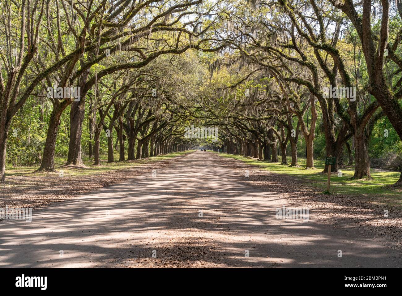 An avenue covered with a canopy of Southern Oak trees draped in Spanish Moss with dappled light and shadows. Stock Photo