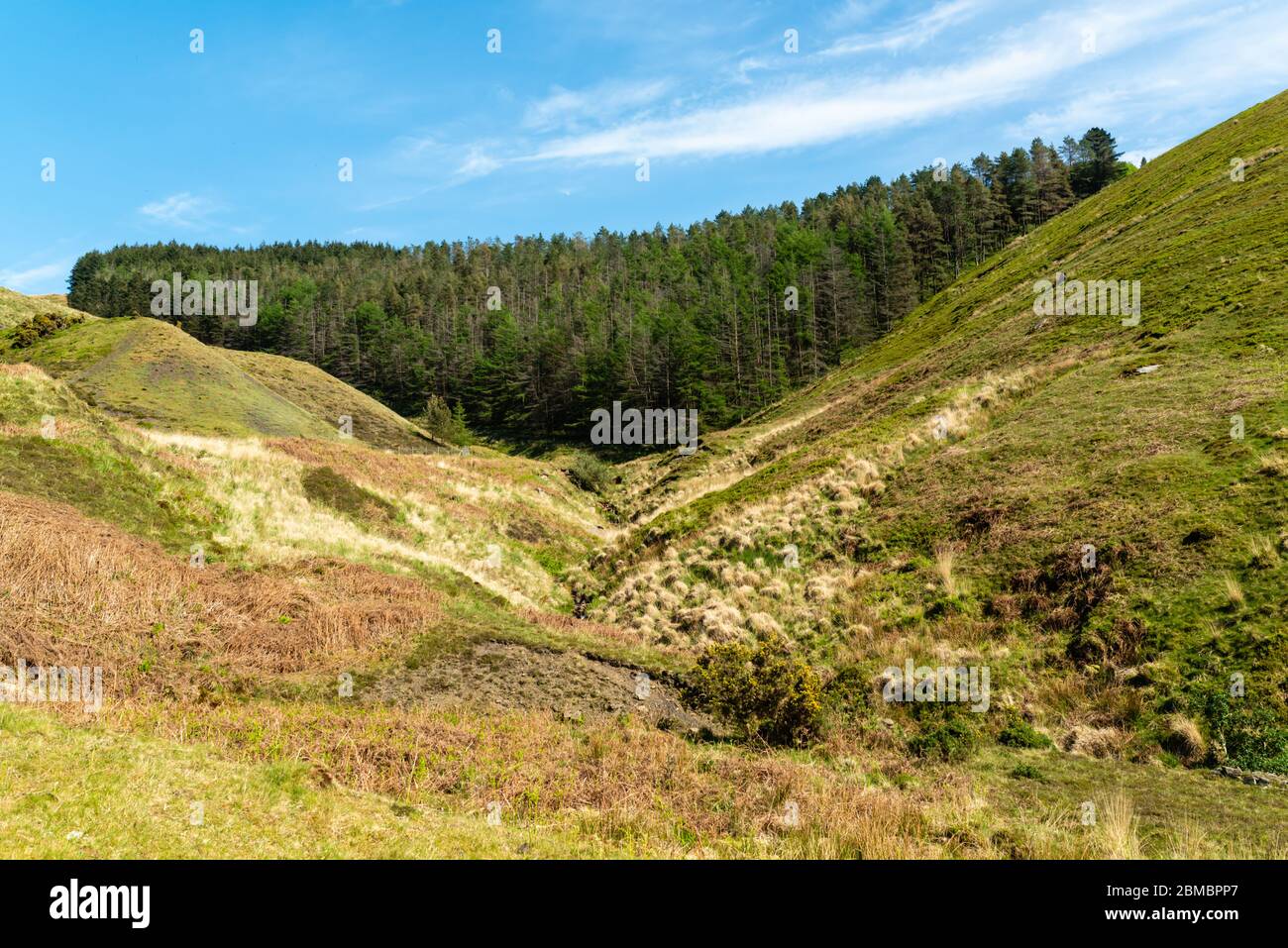 Pine forest at the head of a valley with slag heaps (coal waste) to the left Stock Photo