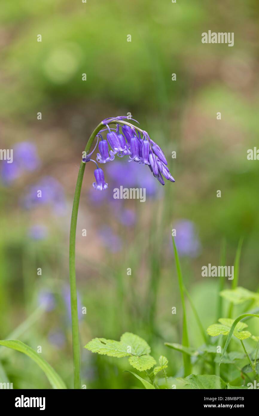 Close up of a single isolated bluebell - Hyacinthoides non scripta flowering in an English Bluebell wood, England, UK Stock Photo