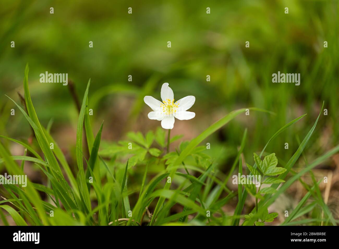 Close up of a white Wood anemone - Anemone nemorosa flowering in an ancient woodland in Wiltshire, England, UK Stock Photo