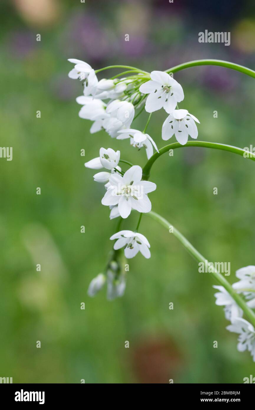 Allium neapolitanum flowers. Allium cowanii. Stock Photo