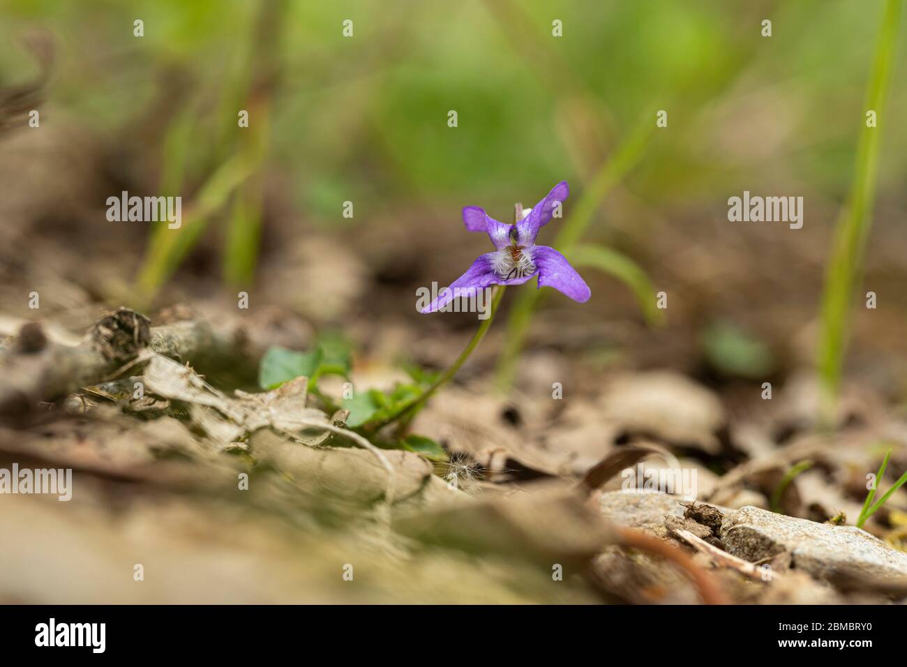 Close up of a common Dog-Violet - Viola riviniana wildflower flowering in an English woodland, England, UK Stock Photo