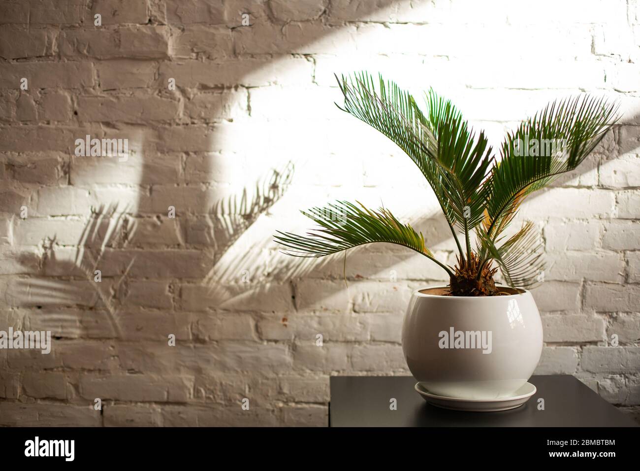 Decorative Indoor Flower In A Pot Casts A Shadow On A White Wall Cozy Room Interior Stock Photo Alamy