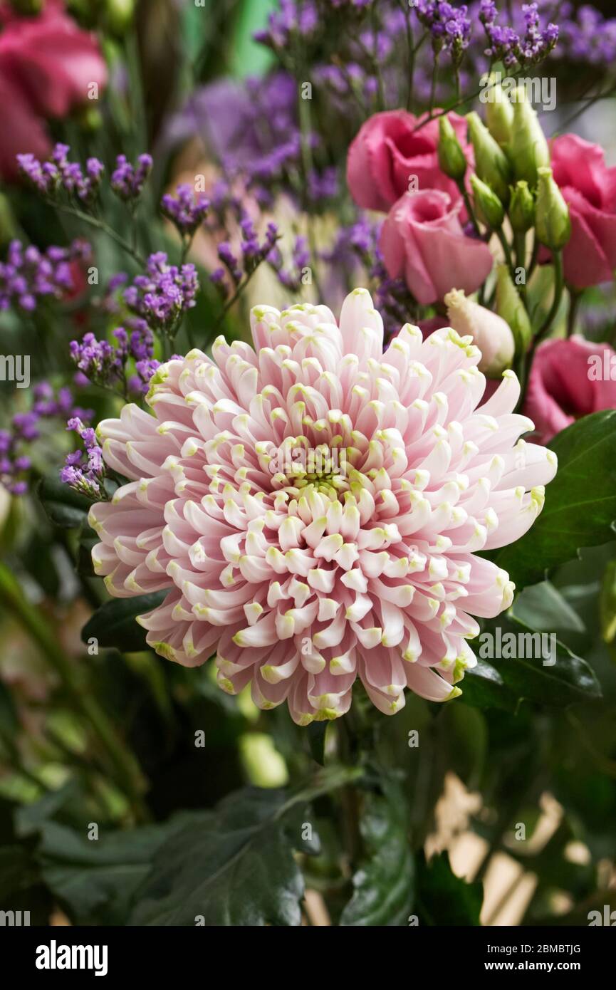 An arrangement of Autumn flowers. Stock Photo