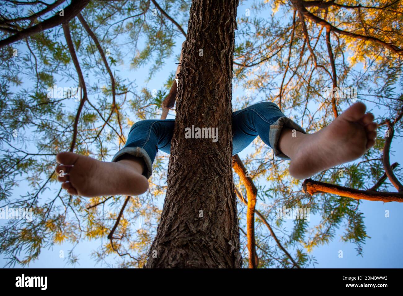 A childs legs dangle from tree viewed from below looking up to sky Stock Photo