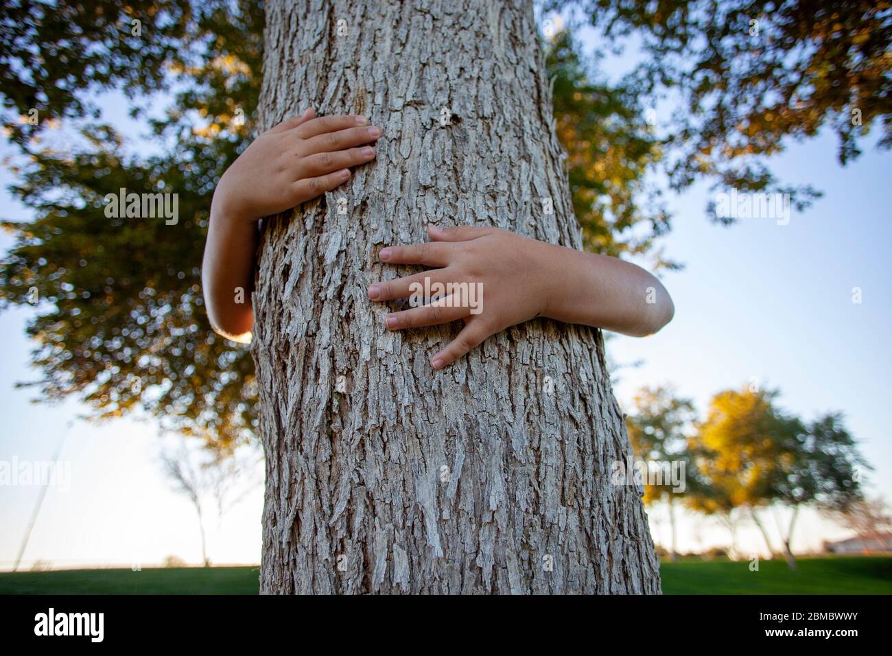 Arms wrapped around tree centered in late afternoon light Stock Photo