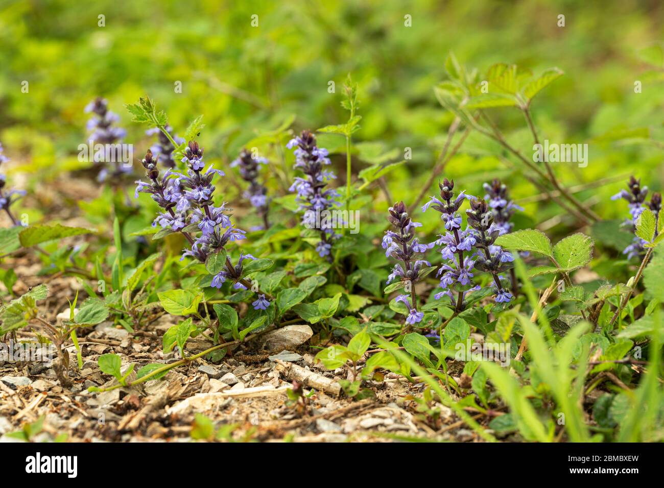 Bugle flowers hires stock photography and images Alamy