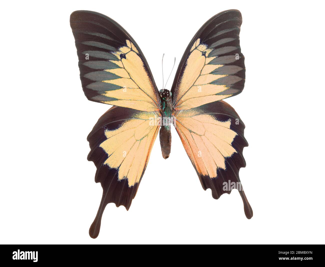 Morpho butterfly isolated on a white background Stock Photo - Alamy