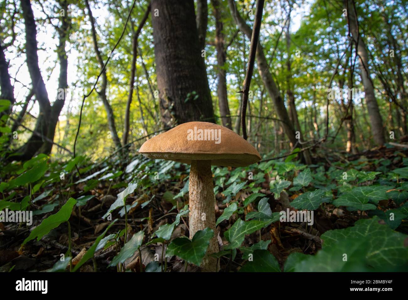 Golden Oak Mushroom Hi res Stock Photography And Images Alamy golden-oak-mushroom-hi-res-stock-photography-and-images-alamy
