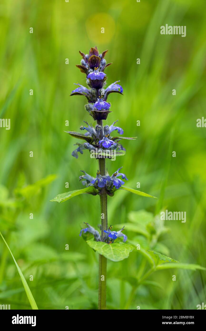Close up of the blue common Bugle Ajuga reptans wildflower flowering in a woodland in the UK