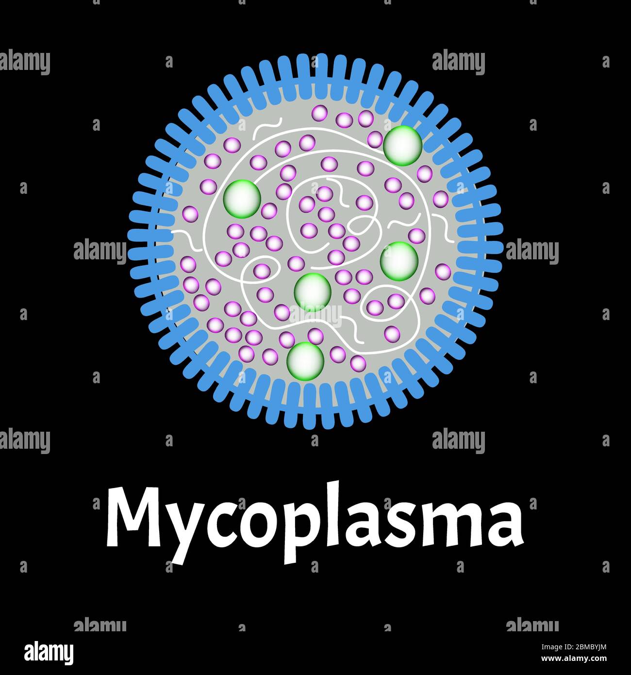Mycoplasma. Bacterial infections Mycoplasma. Sexually transmitted diseases. Infographics. Vector illustration on isolated background. Stock Vector