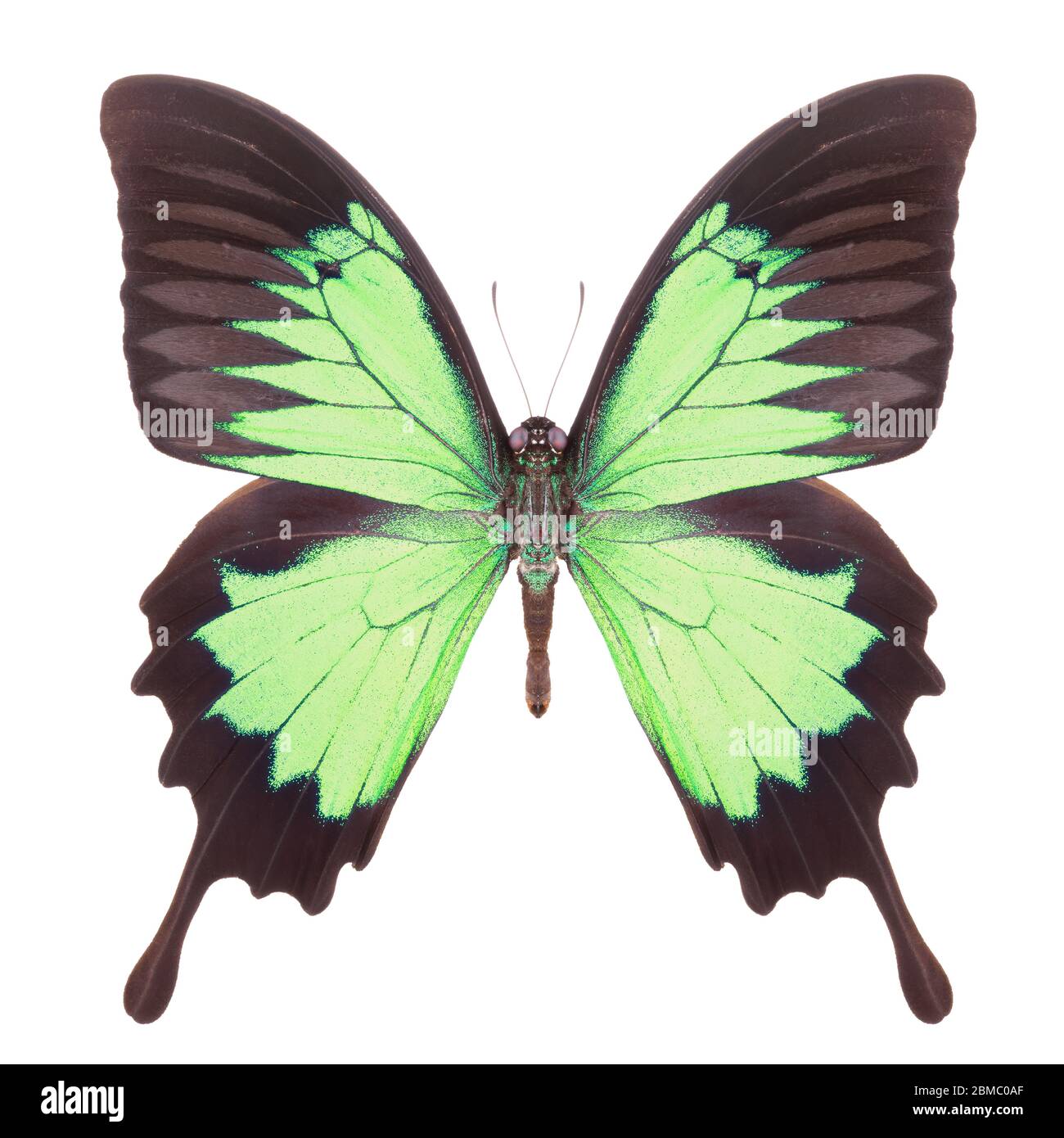 Morpho butterfly isolated on a white background Stock Photo - Alamy