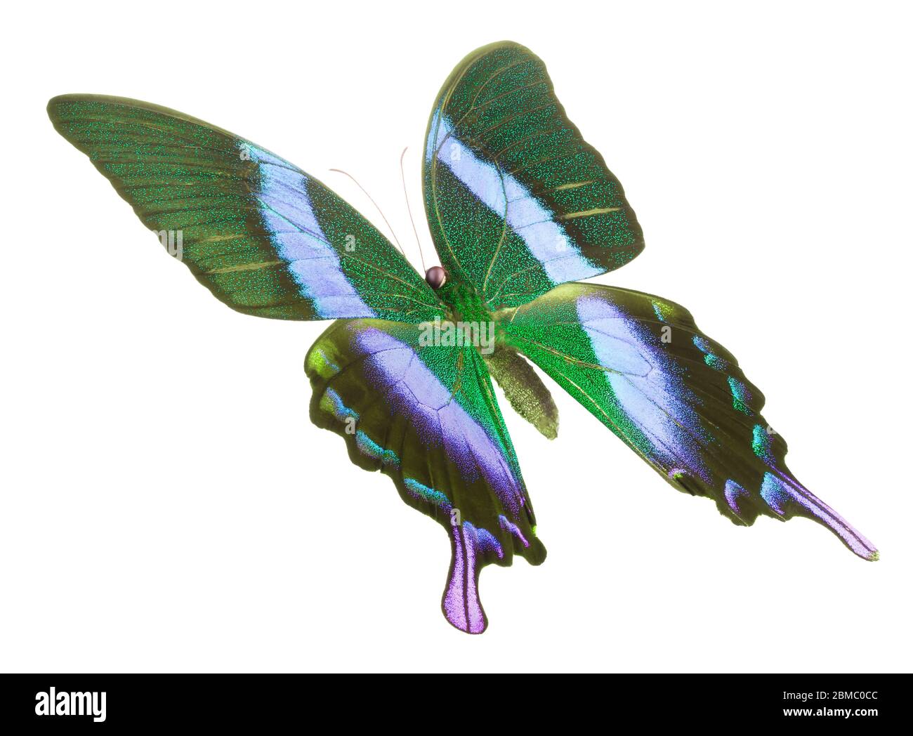 Morpho butterfly isolated on a white background Stock Photo - Alamy