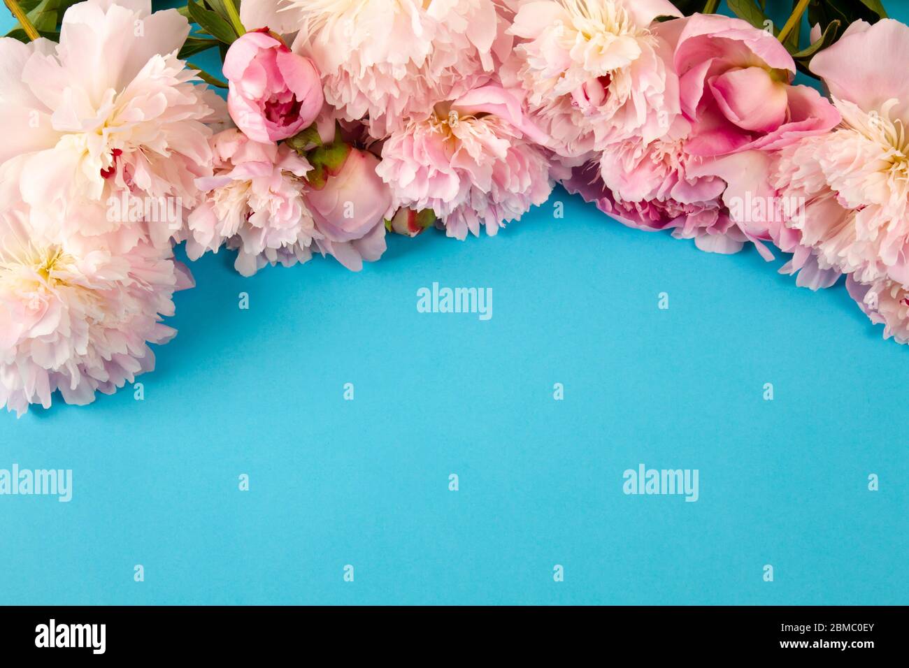 web banner with pink peonies on blue background Stock Photo