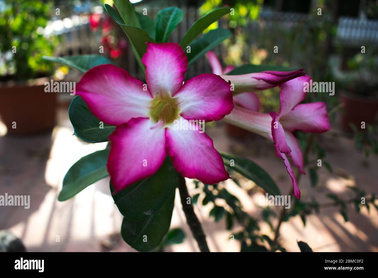 Close up of beautiful Adenium obesum, Desert rose, Impala lily, Mock Azalea, growing in India Asia. Adenium multiflorum Klotzsh. Light pink shaded wit Stock Photo