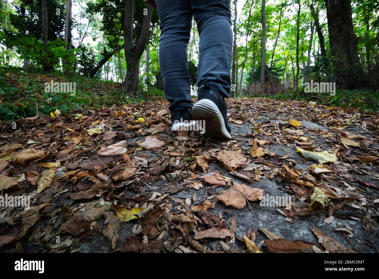 Ground level view forest hi-res stock photography and images - Alamy