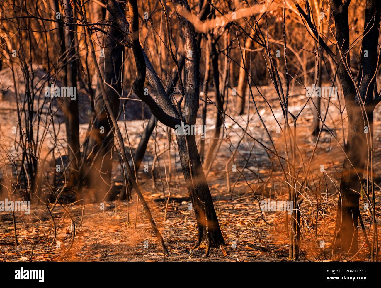 Burnt tree ashes hi-res stock photography and images - Alamy