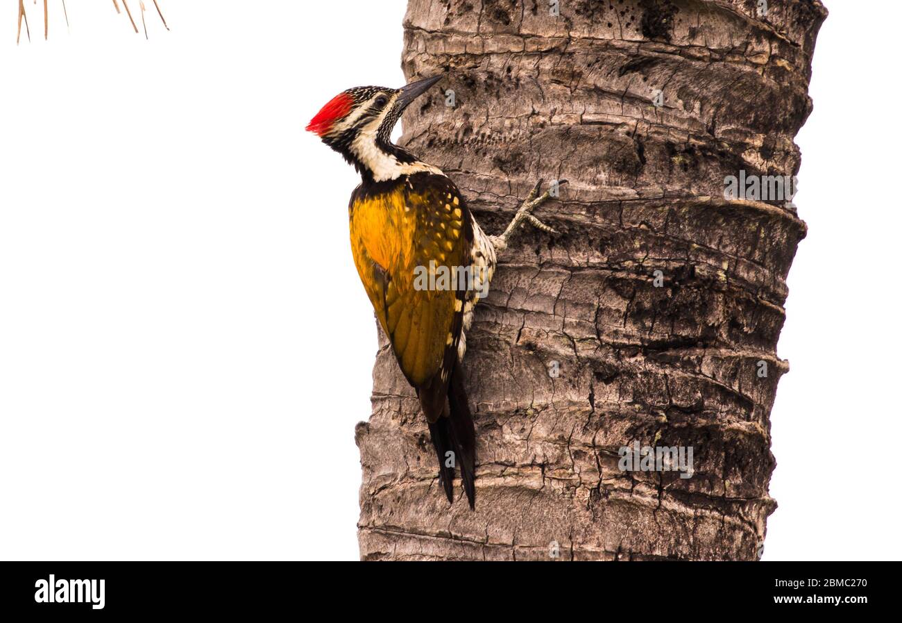 Woodpecker on the tree Stock Photo