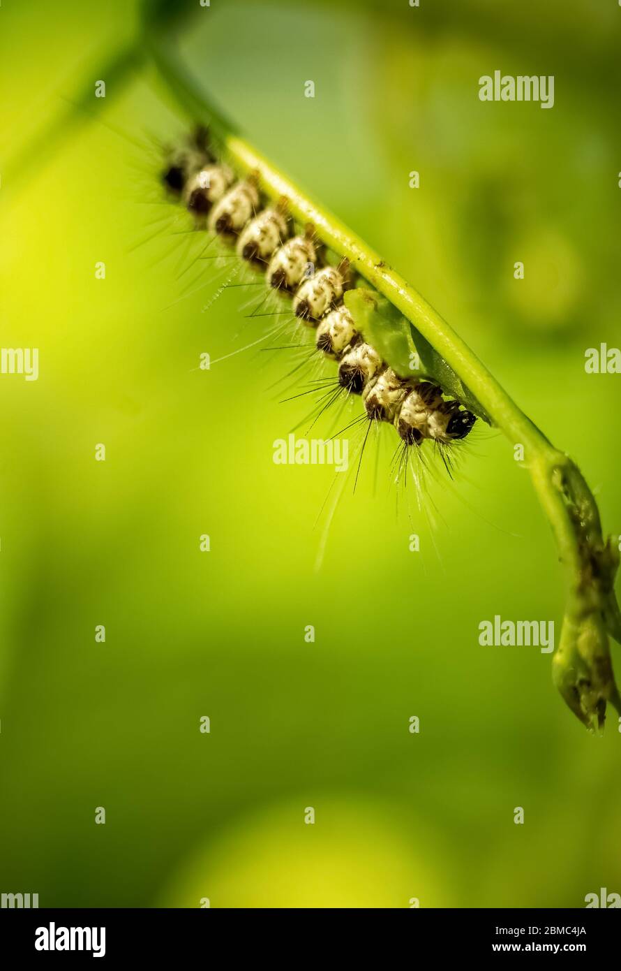 Caterpillar eating a leaf. Close up of caterpillar roaming and eating a green leaf on isolated on green background. Macro photography. Stock Photo