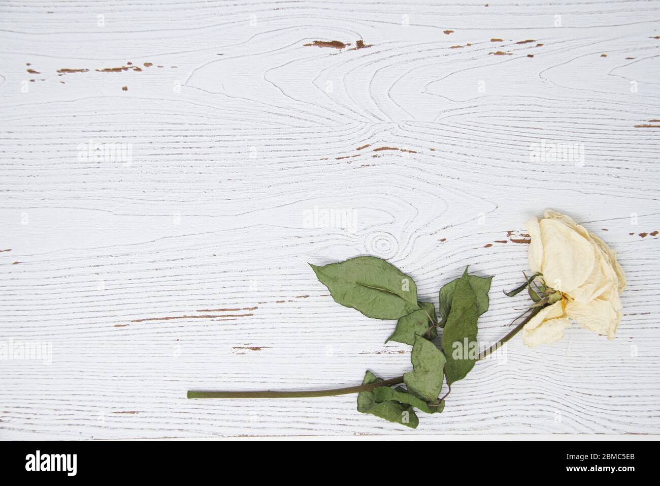 Discarded White Roses White wooden background with a dried white rose Stock Photo - Alamy