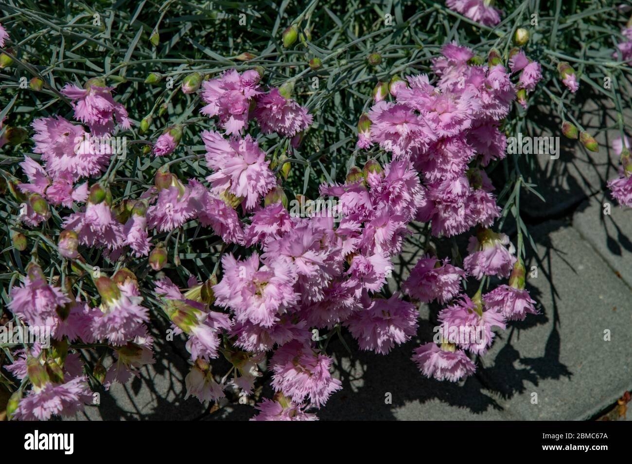 Purple carnation bush with luxuriant petals of many flowers and small