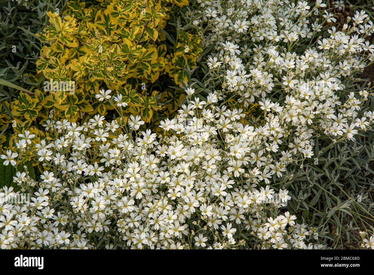 Floral backdrop of many small white flowers among green yellow variegated leaves on flowerbed of Alpine slide in garden. Herbal texture of garden plan Stock Photo