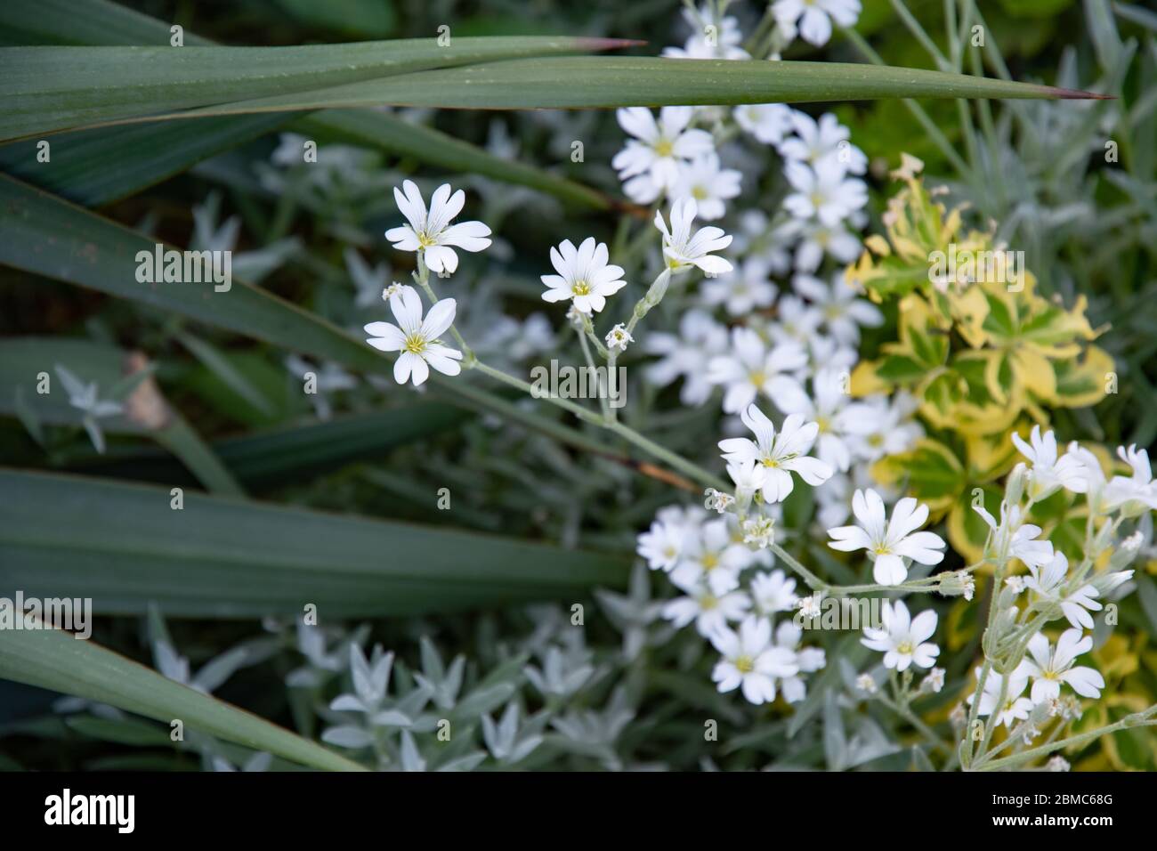 Bunch of tiny white flowers among lush variegated leaves and succulents on flowerbed of Alpine slide in garden. Herbal texture of garden plants and fl Stock Photo