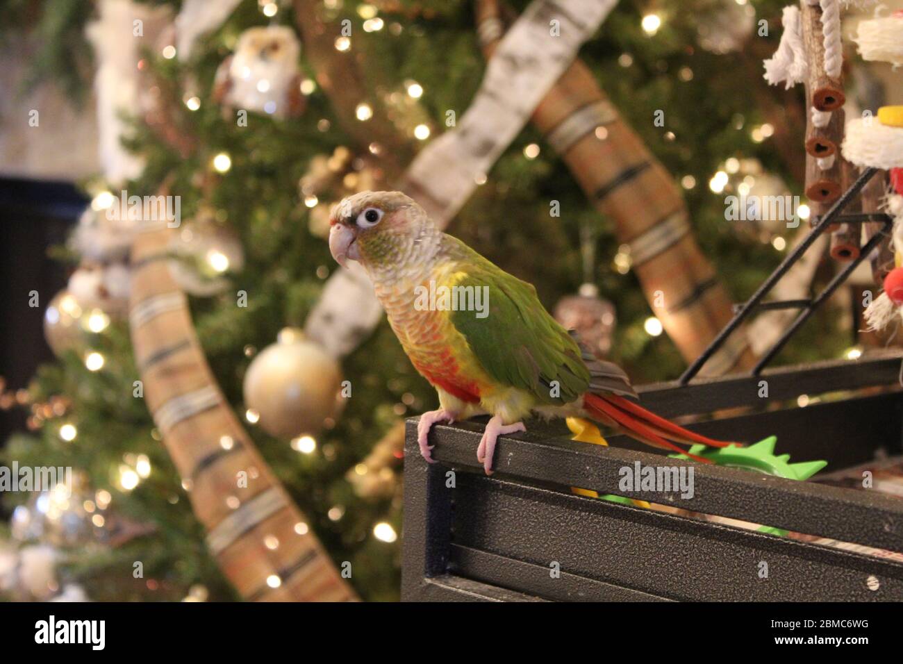 Cute pineapple green cheeked conure Stock Photo Alamy