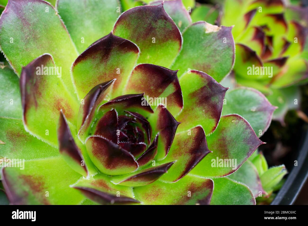 Easily grown Sempervivum Tectorum, also known as Hens and Chicks plant, one of natures hardy succulent plants with geometrically growing leaves. -01 Stock Photo