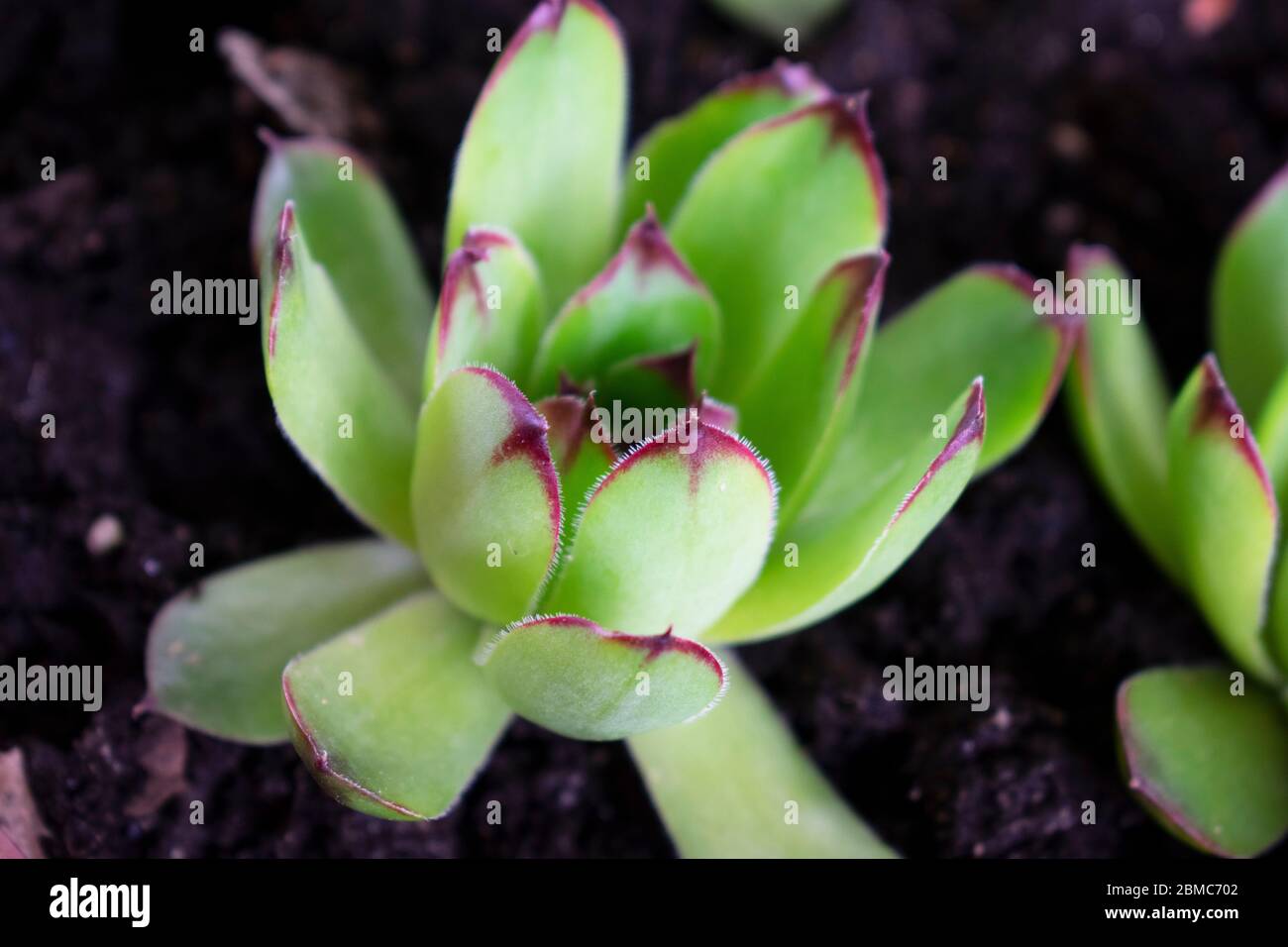 Easily grown Sempervivum Tectorum, also known as Hens and Chicks plant, one of natures hardy succulent plants with geometrically growing leaves. -03 Stock Photo