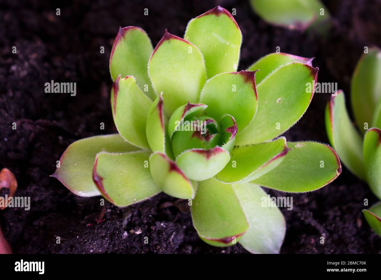 Easily grown Sempervivum Tectorum, also known as Hens and Chicks plant, one of natures hardy succulent plants with geometrically growing leaves. -04 Stock Photo