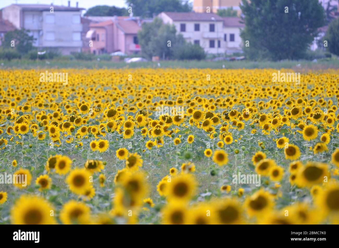 sunflower field in tuscany italy Stock Photo - Alamy
