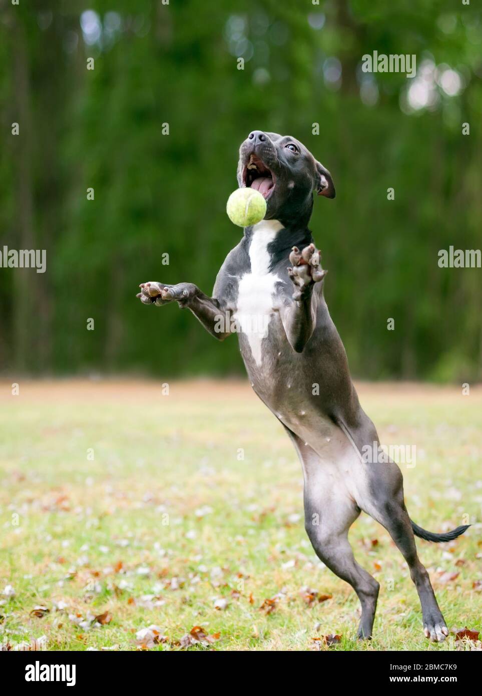 A black and white Pit Bull Terrier mixed breed dog jumping up to catch