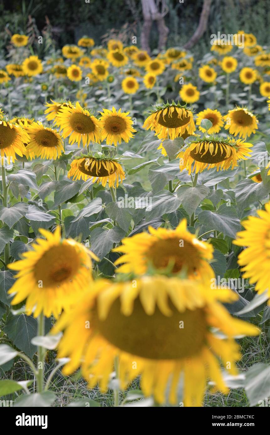 sunflower field in tuscany italy Stock Photo - Alamy