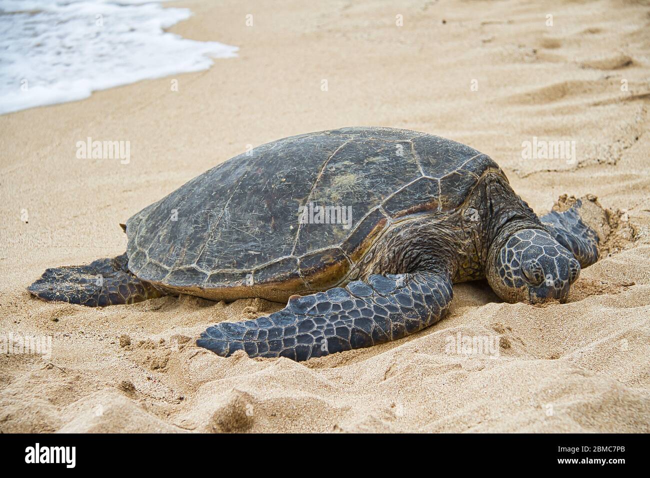Turtle Chilling Landsacpe with animals hi-res stock photography and images - Alamy