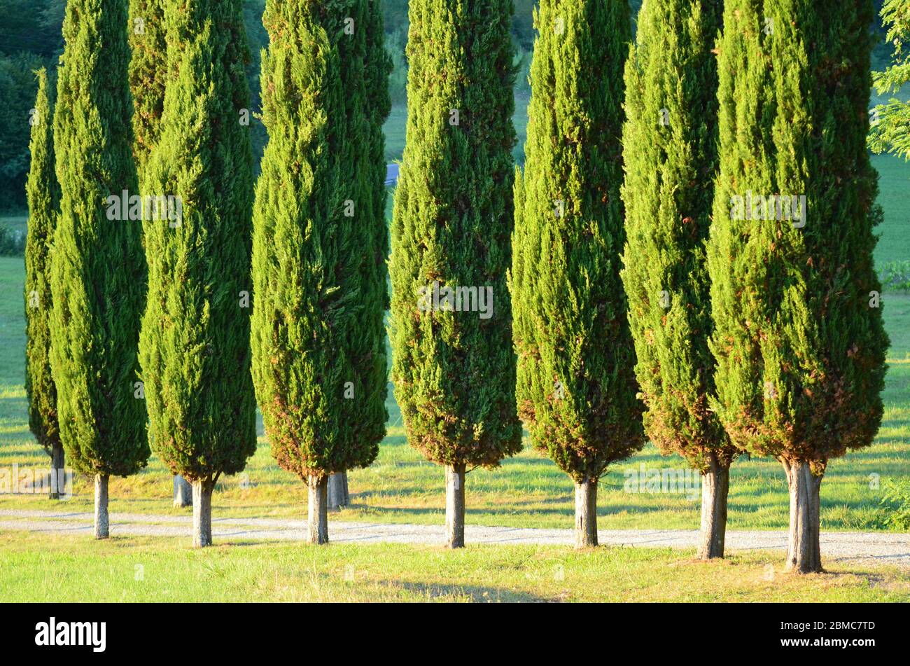 cupressus sempervirens trees in italy tuscany Stock Photo