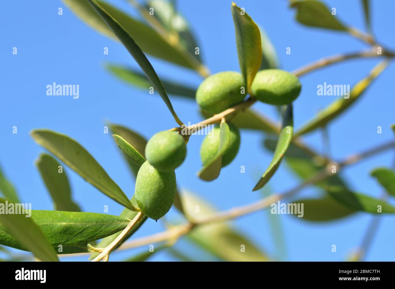 green olives in a olive tree close up Stock Photo - Alamy
