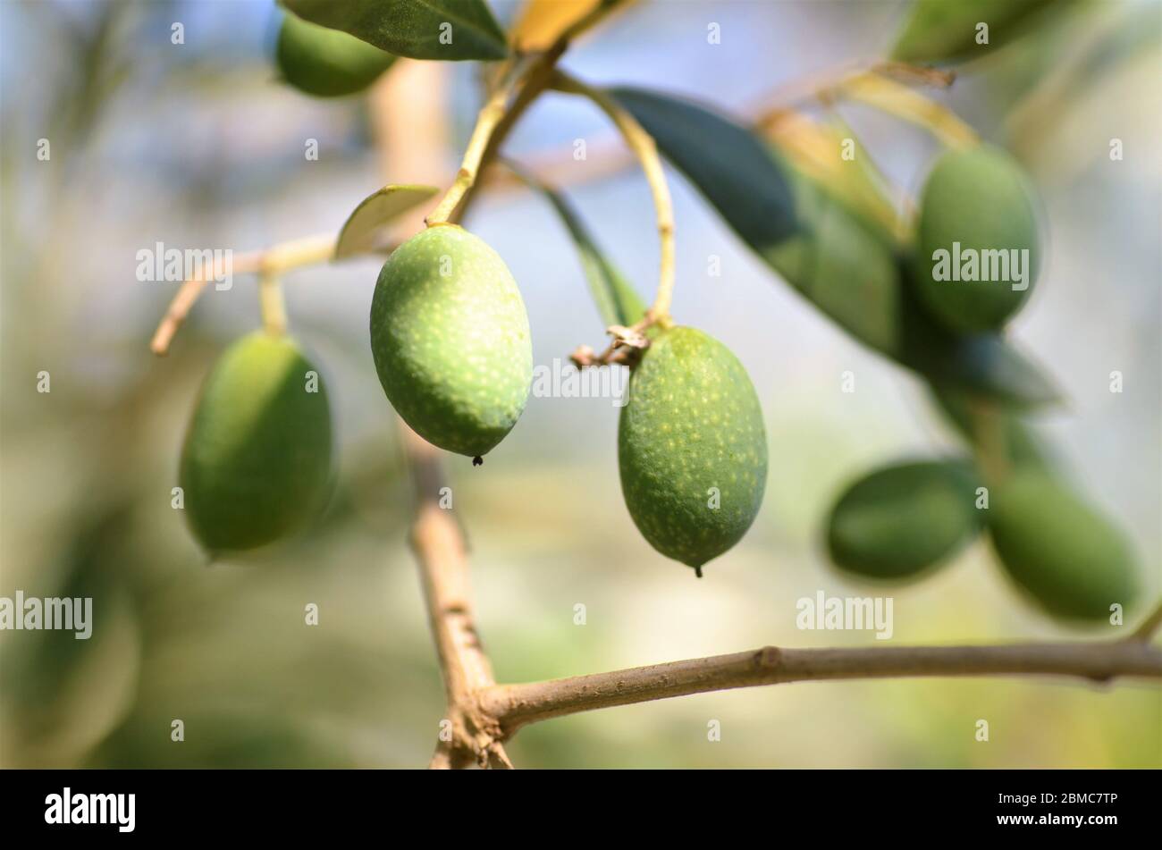 green olives in a olive tree close up Stock Photo - Alamy