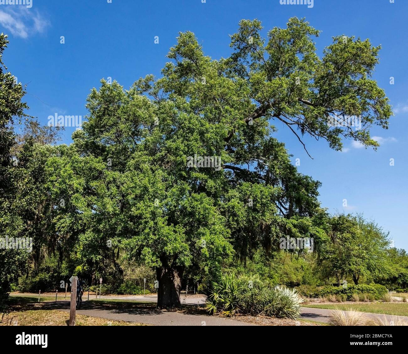 Right Angled Oak Tree, Eagle Lake Park, Fl. Stock Photo