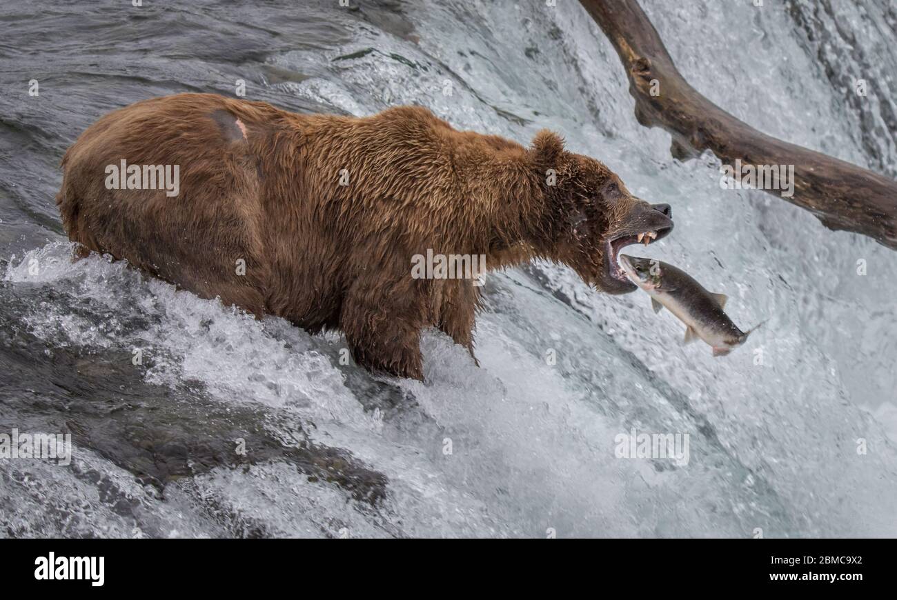 Salmon leap hires stock photography and images Alamy