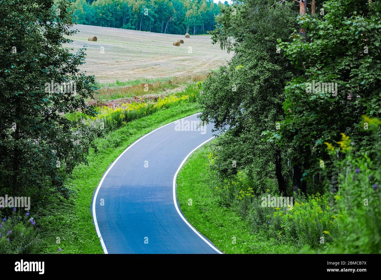 The asphalt road among trees Stock Photo - Alamy