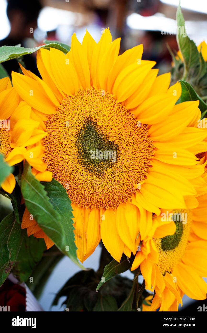 Sunflower in a Bouquet Stock Photo