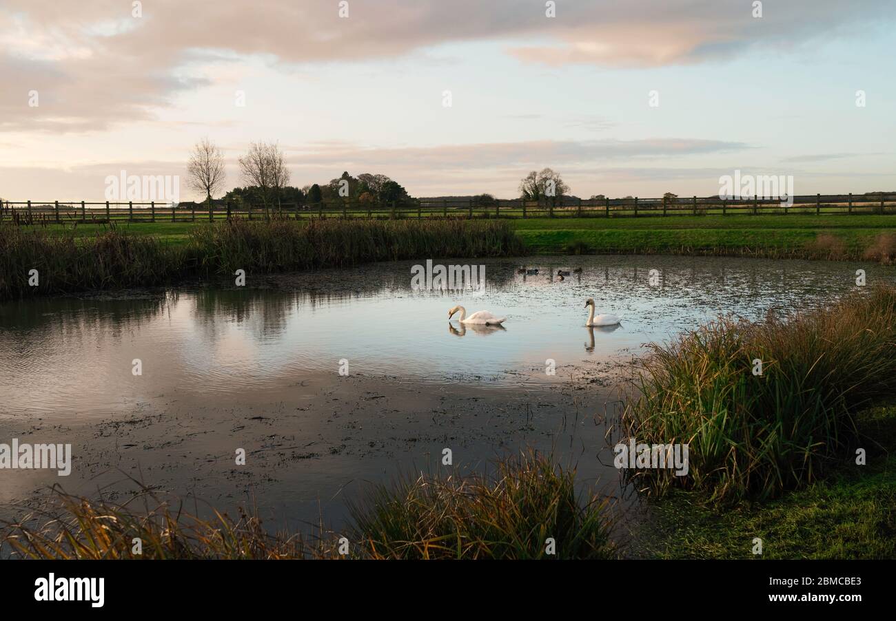Swans swim in small pond flanked by reeds and farmland under bright cloudy sky at dawn near Minster Way, Beverley, Yorkshire, UK. Stock Photo