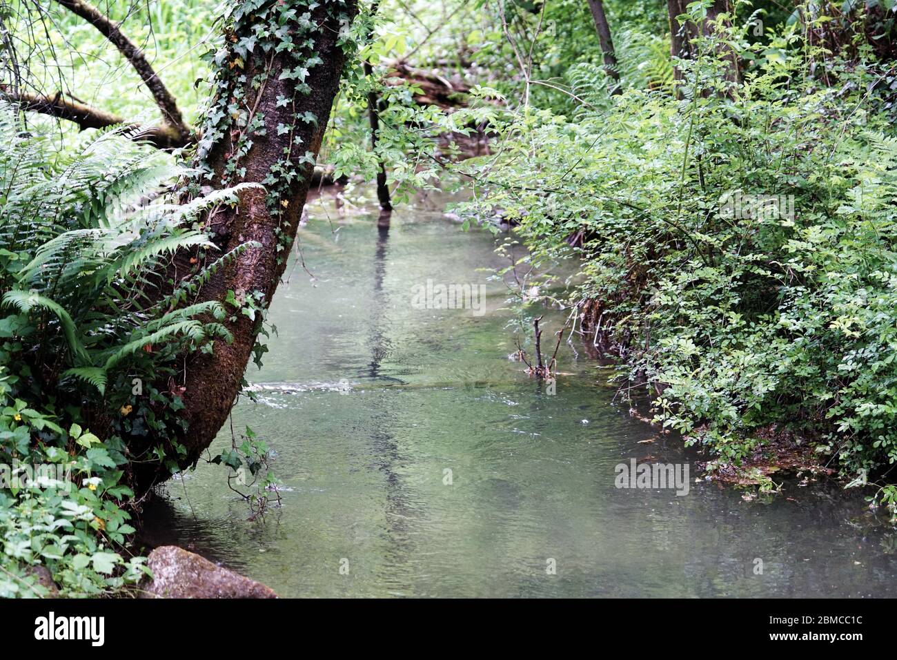 Nature in the spring in its own perfection, trees, greens, water. Passer river near Merano, South Tirol, Italy. Stock Photo