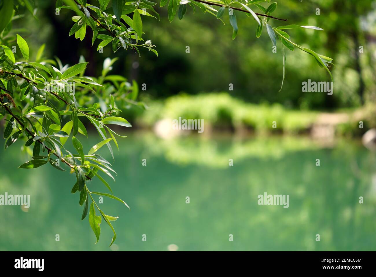 Nature in the spring in its own perfection, trees, greens, water. Passer river near Merano, South Tirol, Italy. Stock Photo