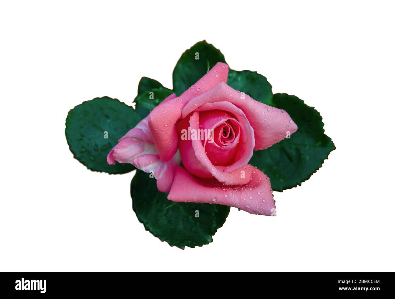 rose, pink flower with green leaves on a white background Stock Photo ...