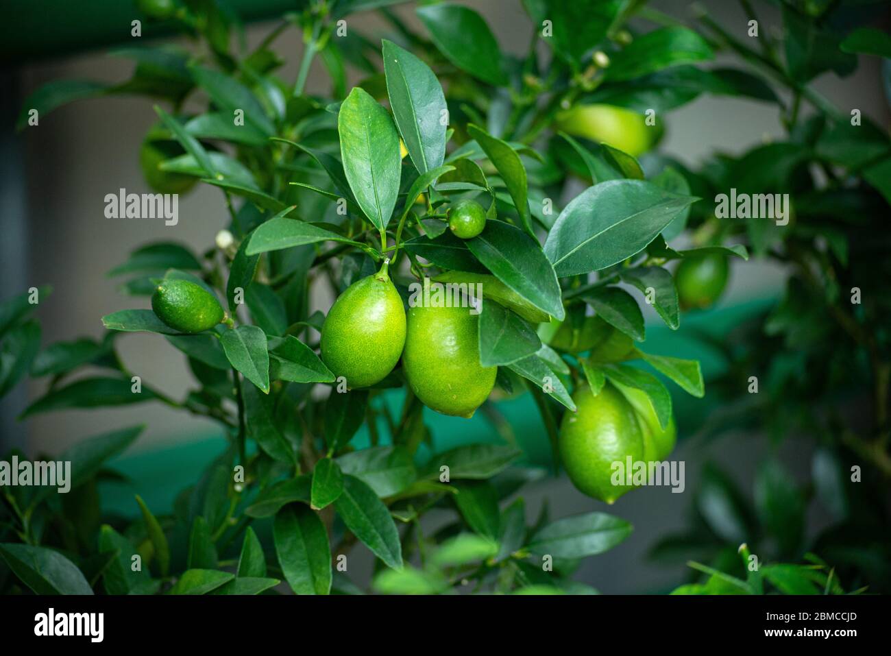 Not ripe mandarins on a tree in the mandarin orchard. Selective focus. mandarin oranges Stock Photo