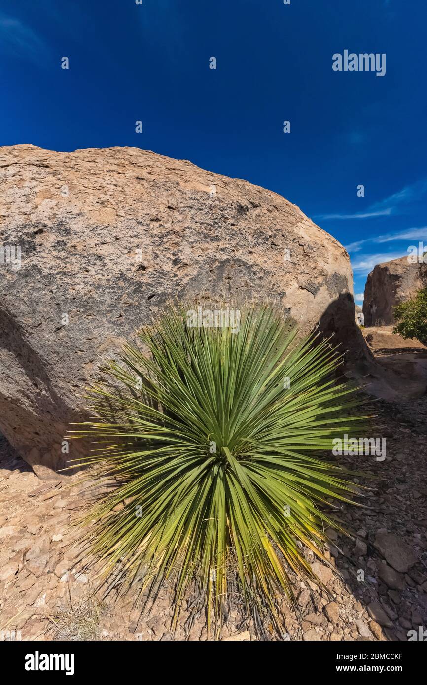 Desert Spoon, aka Sotol, Dasylirion wheeleri, growing in the pinnacles of City of Rocks State Park, located between Silver City and Deming in the Chih Stock Photo