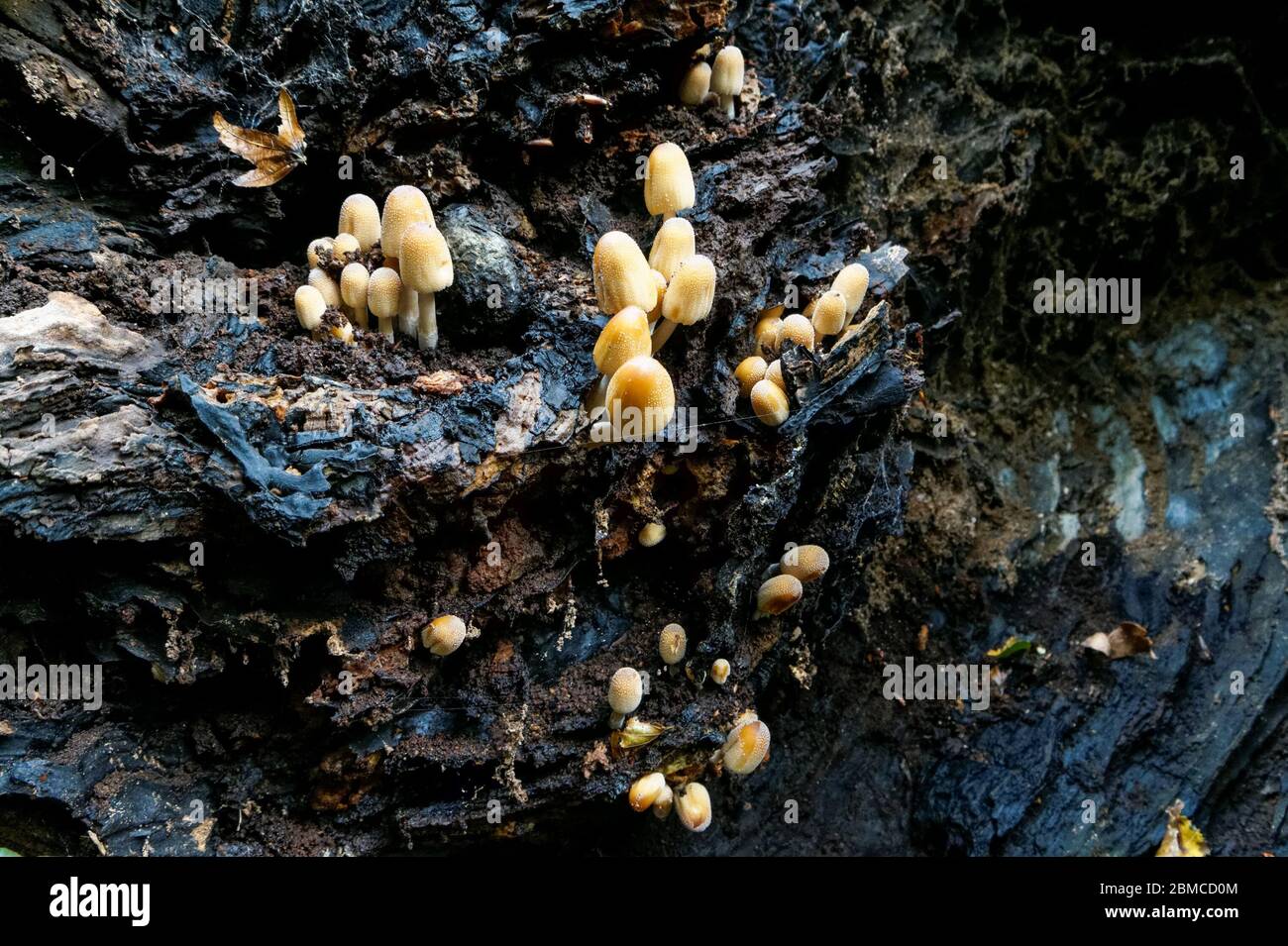 Yellow fungi growing on a dead tree in Epping Forest, Essex, England, United Kingdom UK Stock Photo