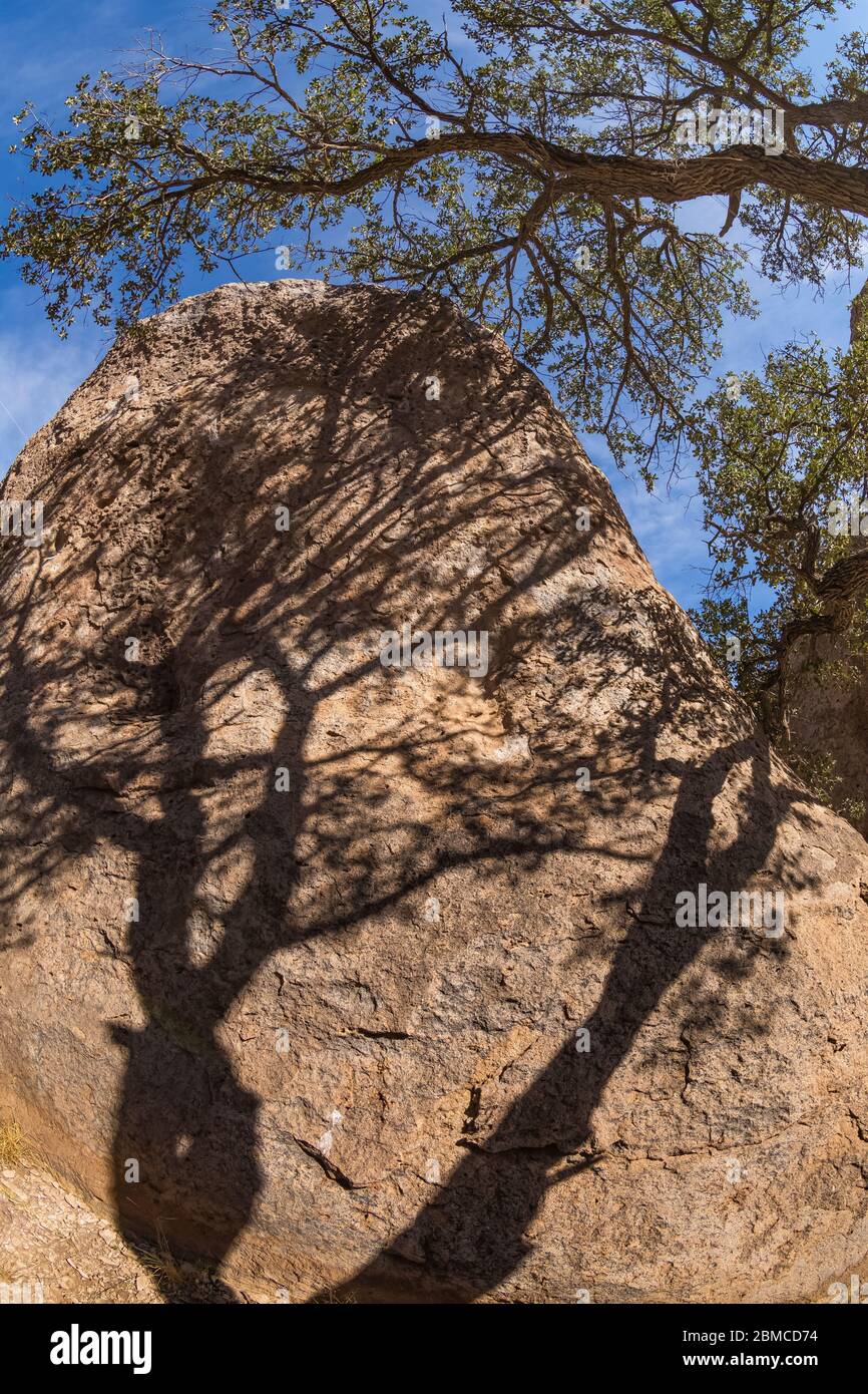 Oak tree limb and shadows on the volcanic rock formations of City of Rocks State Park, located between Silver City and Deming in the Chihuahuan Desert Stock Photo